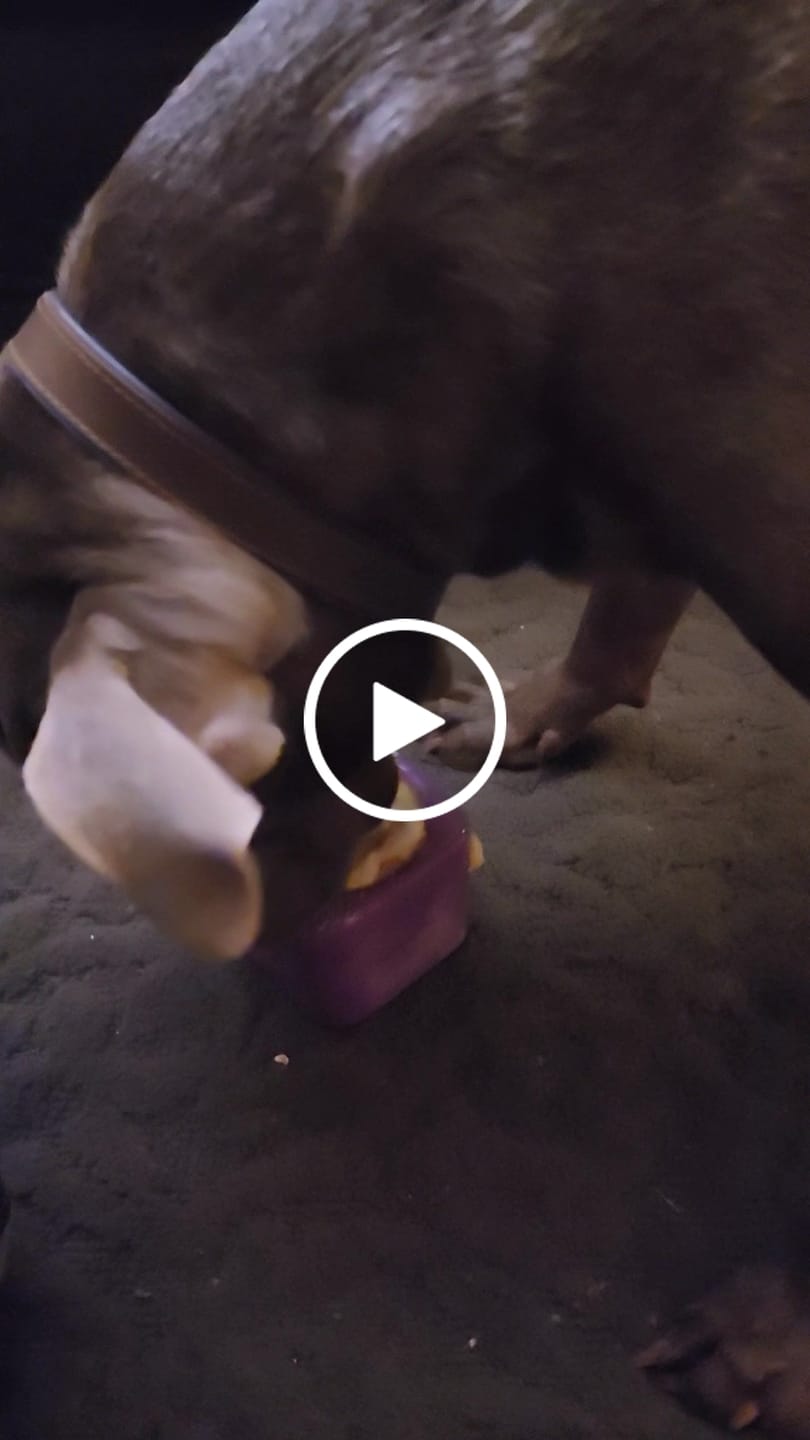 Customer video review of Freezflower Cup -  Frozen Treat Cup for Calm, Happy Dogs