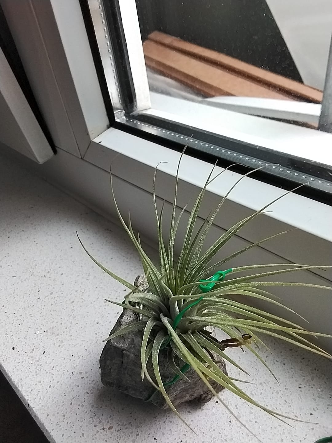 Customer photo review of Tillandsia kammii