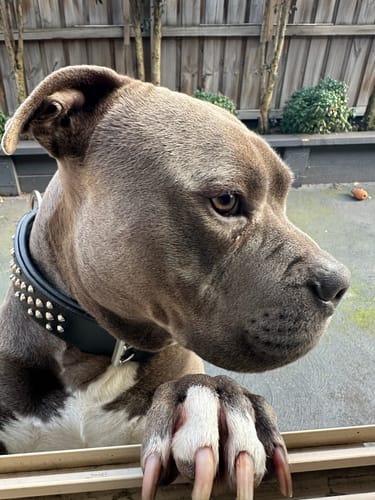 Customer photo review of Hand Made Leather Dog Collar - Ruffneck Black & Chrome (Wide Fit)