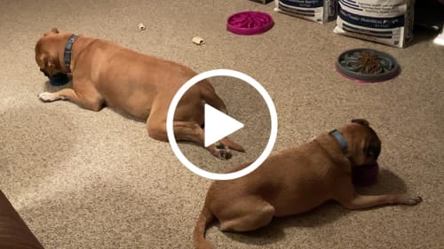 Customer video review of Freezball - Durable Fillable Dog Chew Bone