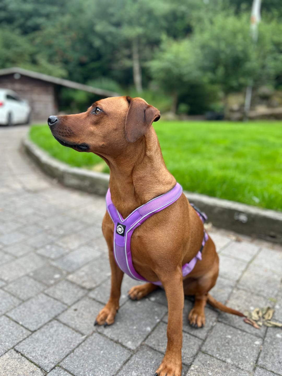 Customer photo review of Slip on Harness | Foam Padded - Purple