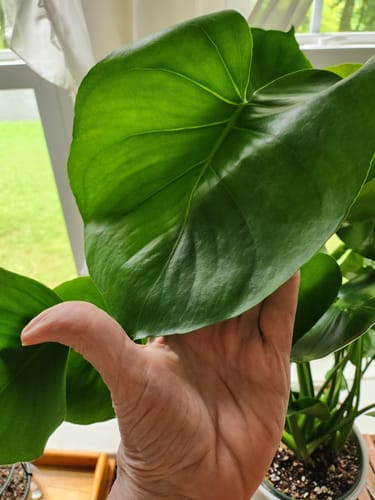 Customer photo review of Monstera Deliciosa