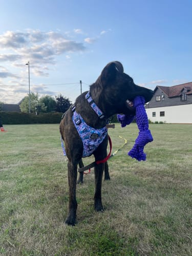 Customer photo review of Tough Trails™ Harness - Tiny Diny