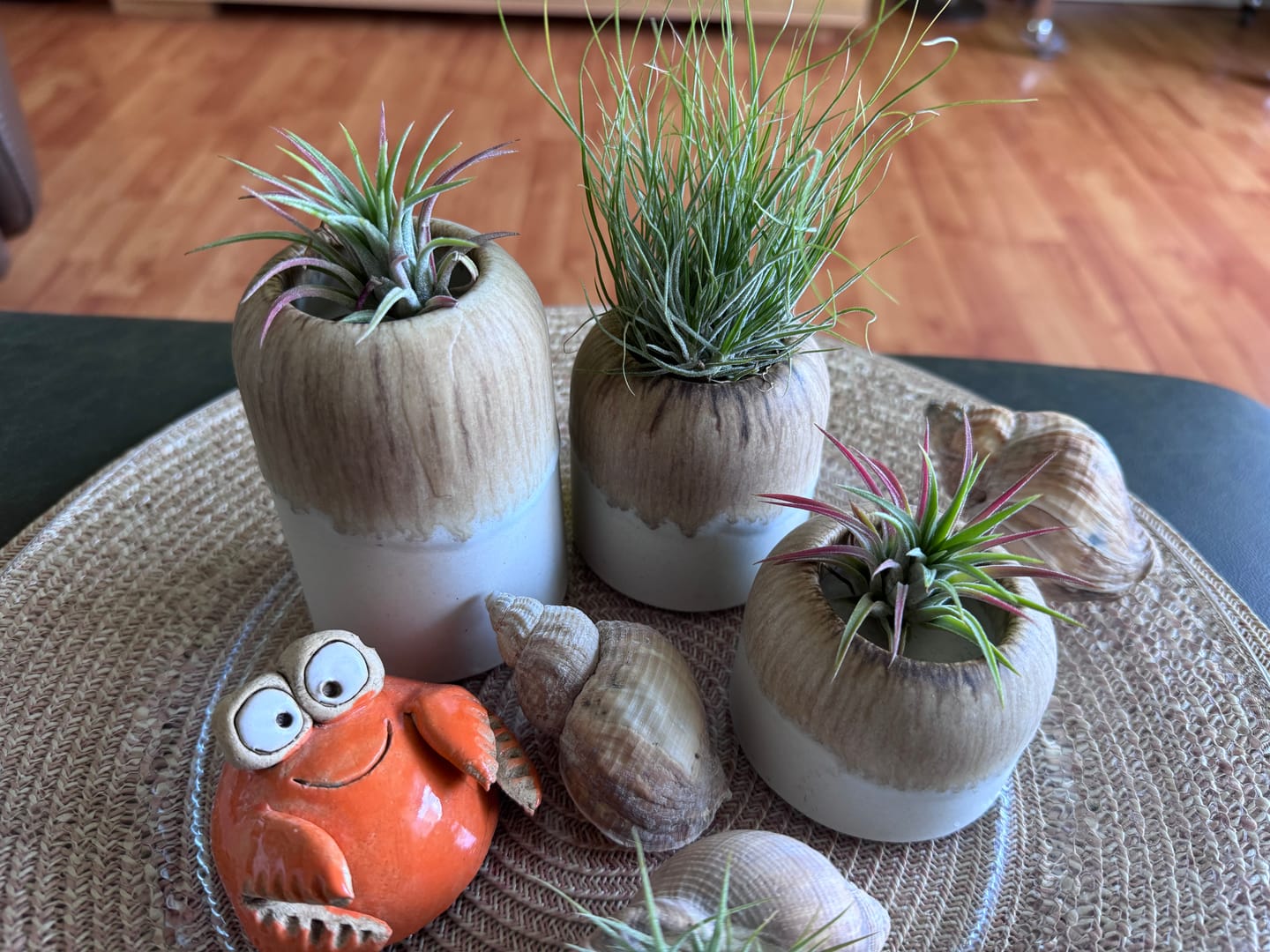 Customer photo review of Tillandsia ionantha 'Red Marble'
