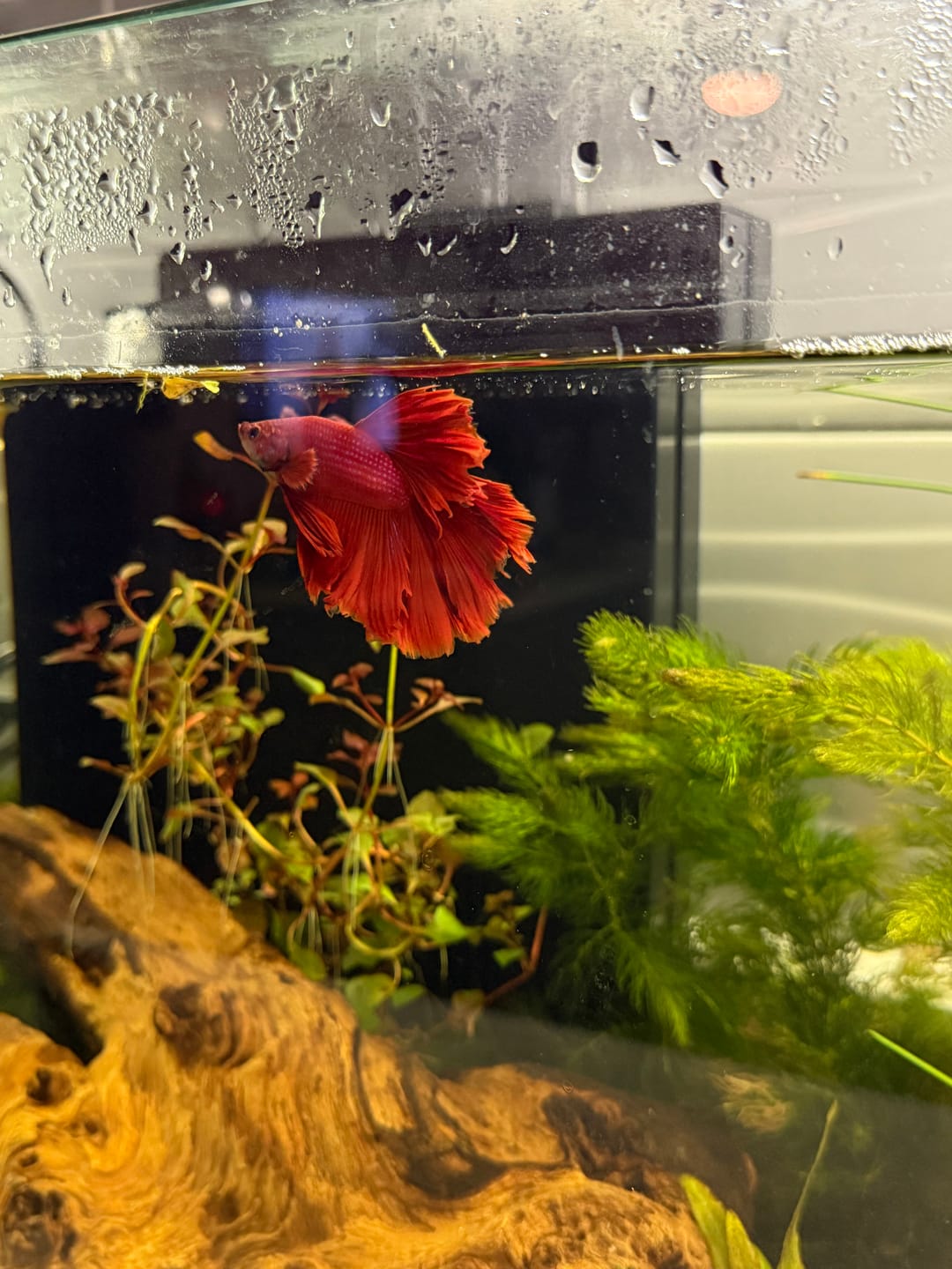 Customer photo review of Super Red Halfmoon Male Betta Fish