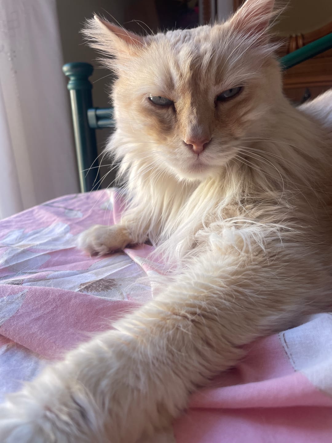 Customer photo review of MAGICHELLA, polvere cattura oleosità per gatti