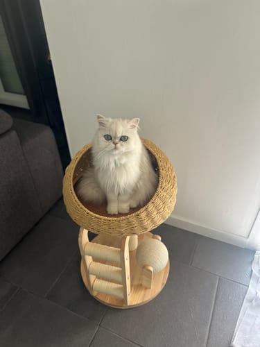 Customer photo review of Arbre à chat - Tour Champignon