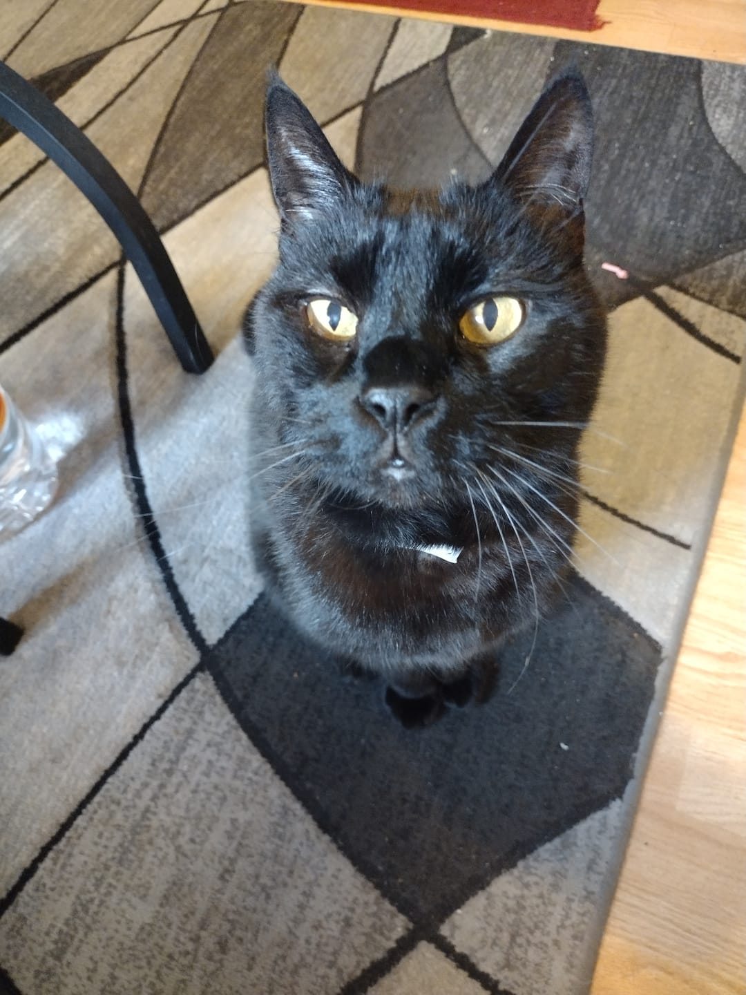 Customer photo review of GCP Flea & Tick Natural Defense for Cats - 100 Soft Chews
