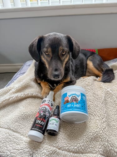 Customer photo review of Organic Hemp Oil 100% Natural Calming Supplement for Dogs & Cats