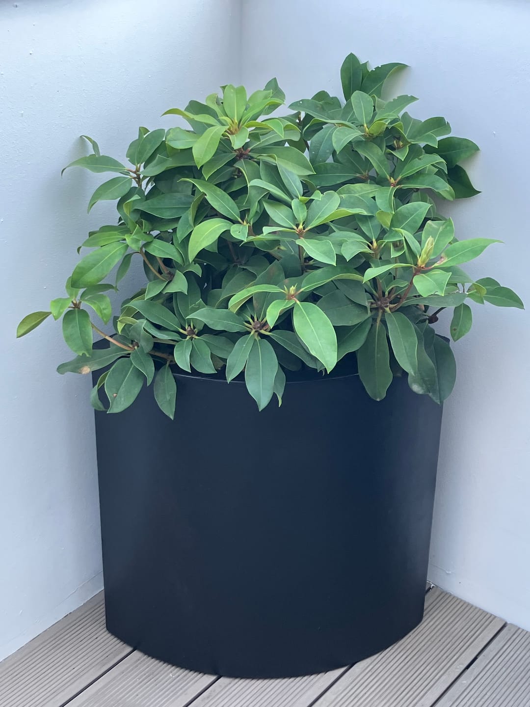 Customer photo review of Pot - Angular