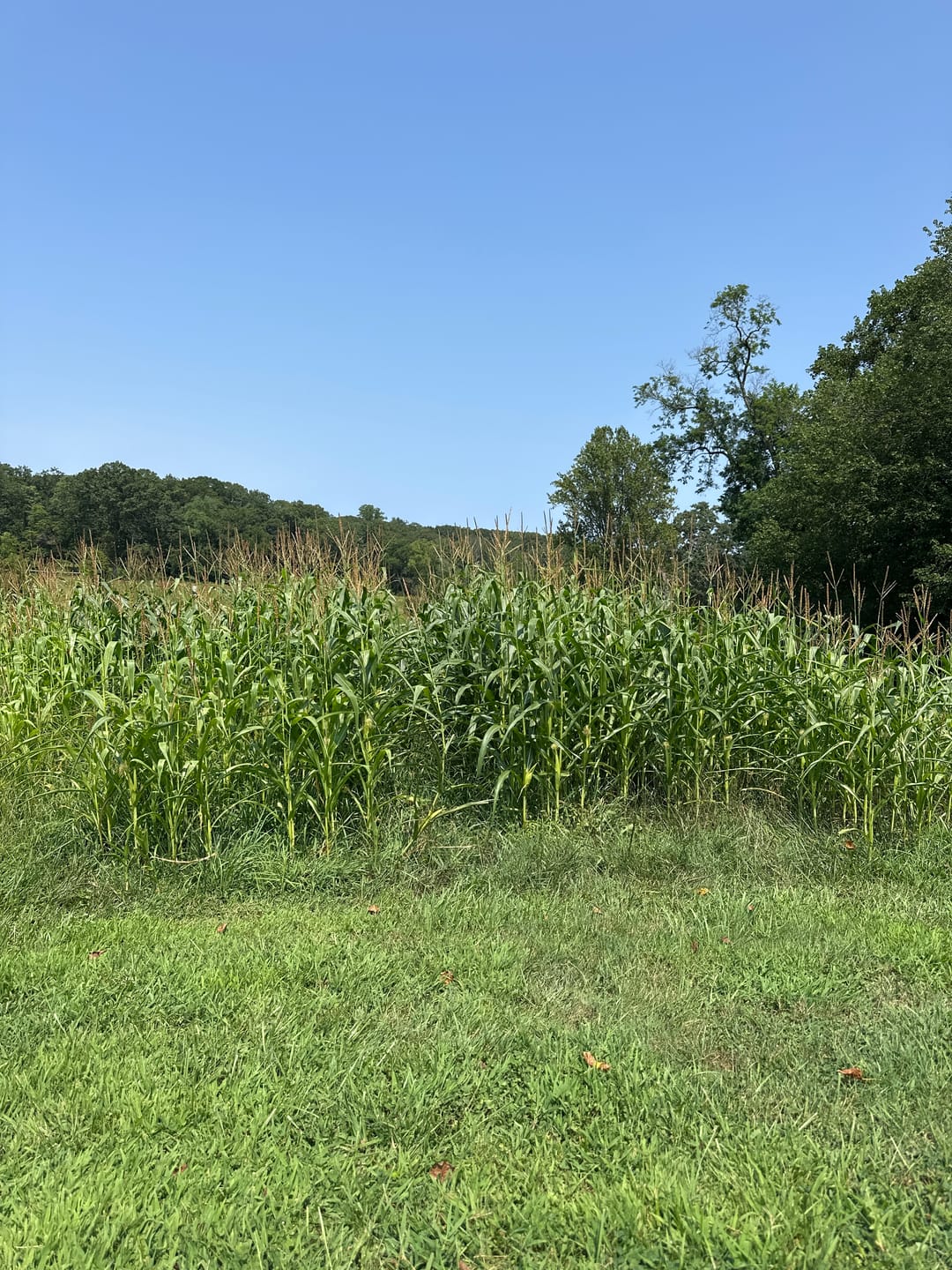 Customer photo review of Glyphosate Tolerant Wildlife Seed Corn