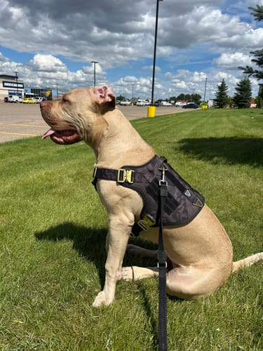 Customer photo review of HNTR 3.0 Dog Harness - Camo