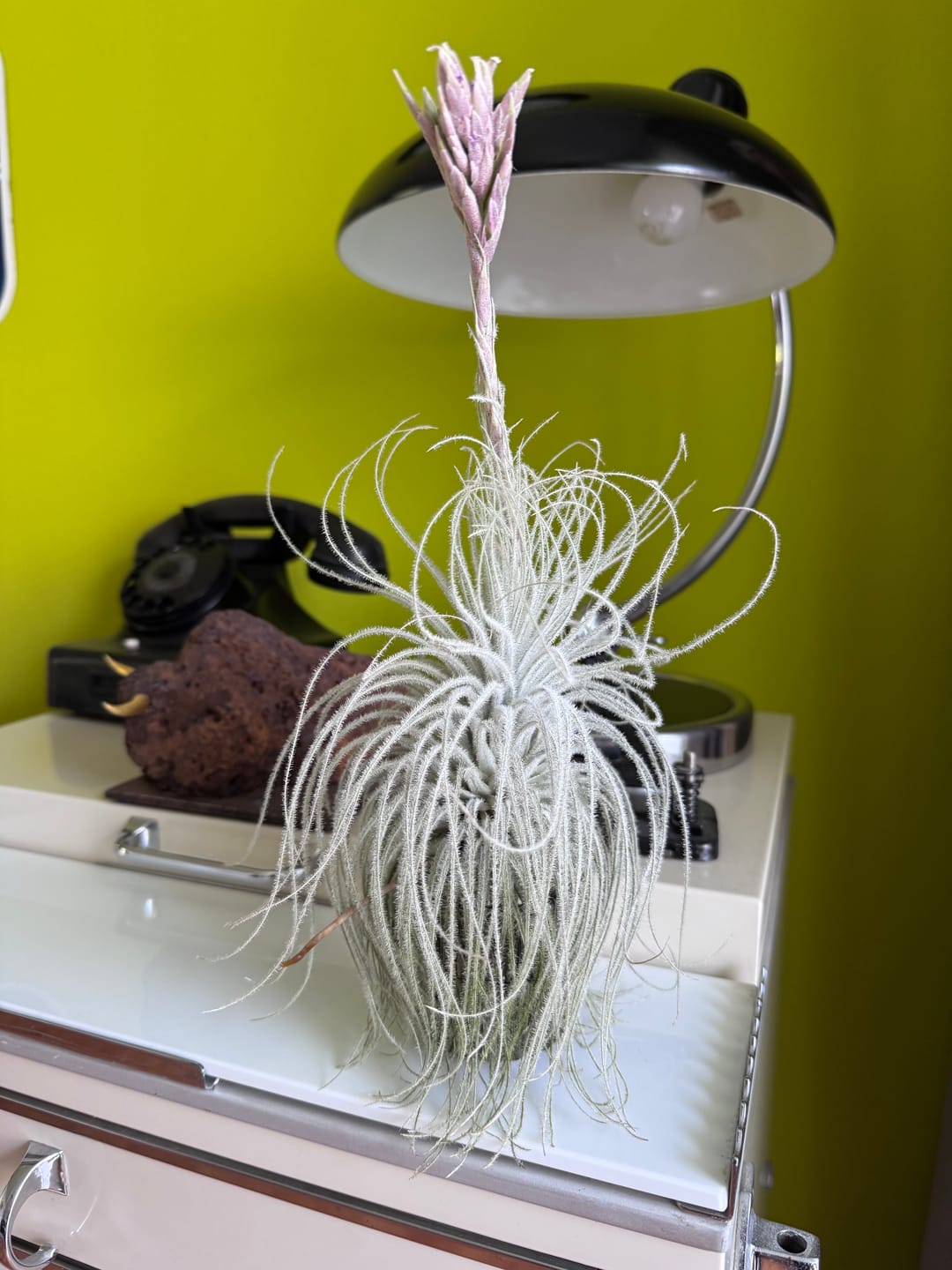 Customer photo review of Tillandsia tectorum "snow" - XXL