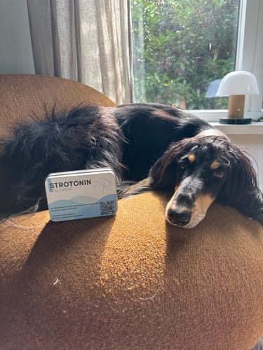 Customer photo review of Strotonin Dog Support
