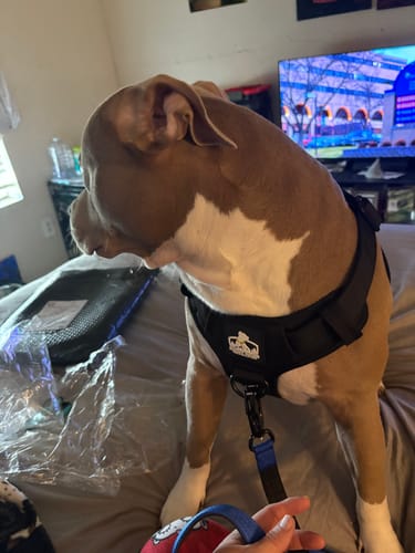Customer photo review of Matching Blue 6' Bully Proof Leash