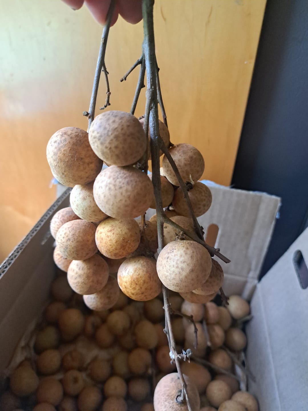 Customer photo review of Longan