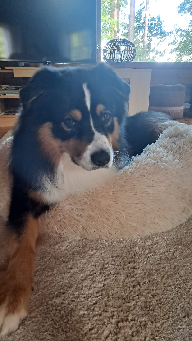 Customer photo review of CalmBedin varapäällinen