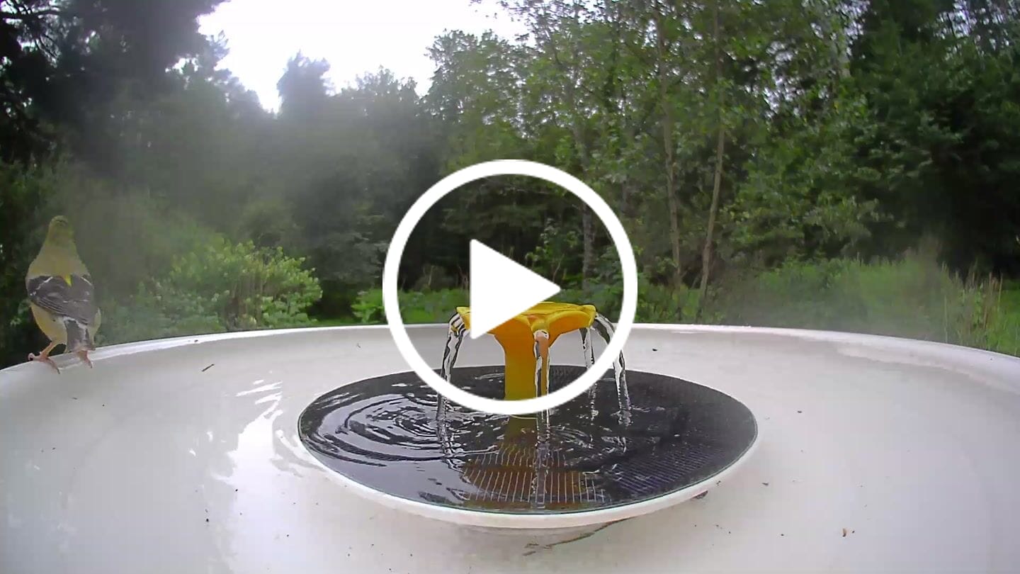 Customer video review of Birdfy Bath Pro - Smart Bird Bath with Camera