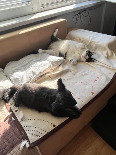 Customer photo review of EazyEar - Ujjra Húzható Nedves Fültisztító Kendő Kutyáknak és Macskáknak