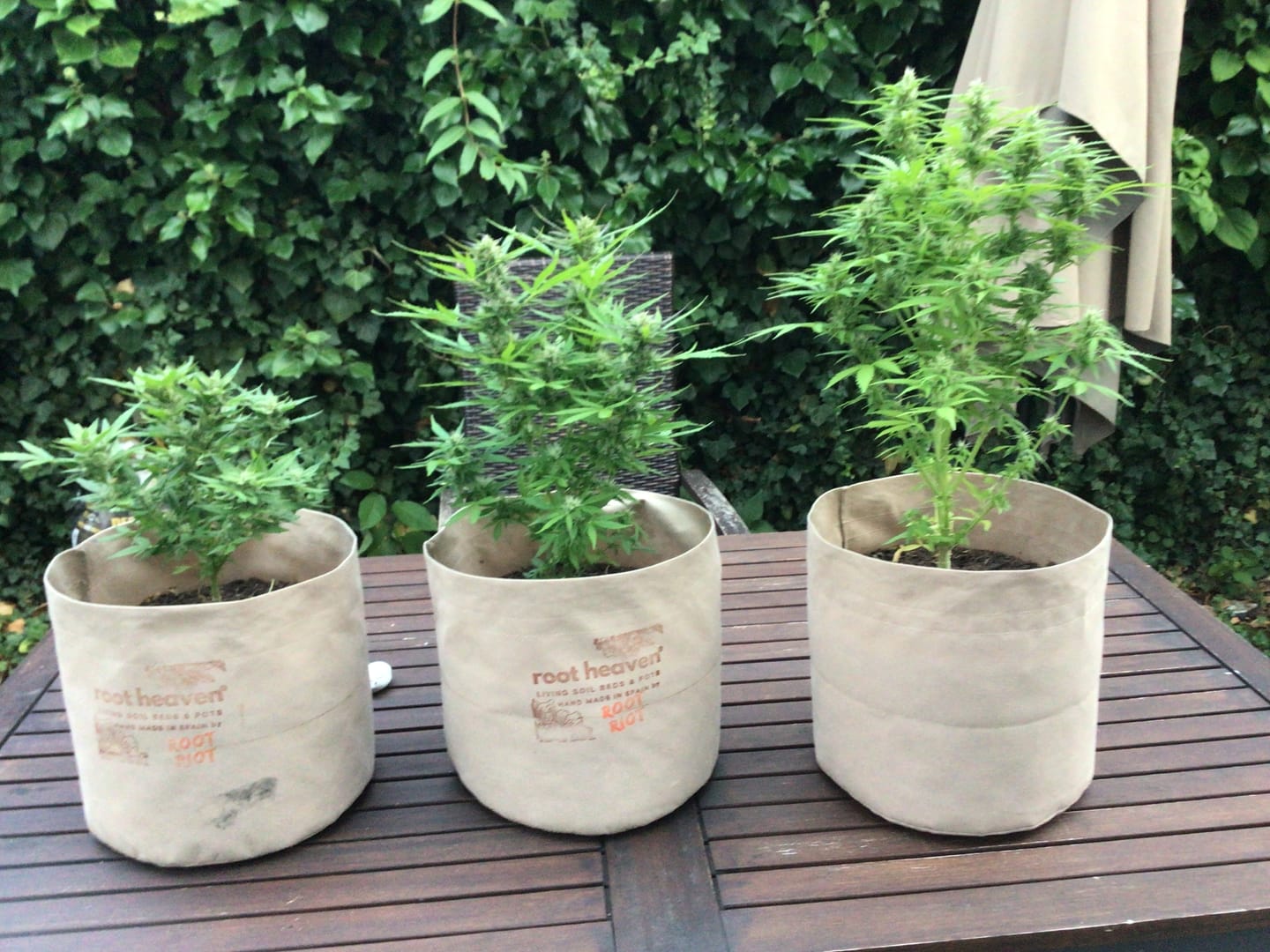 Customer photo review of Root Heaven Stoff Topf