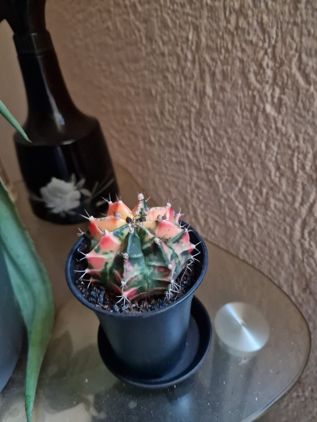Customer photo review of Gymnocalycium Mihanovichii Variegata (Kaktus)