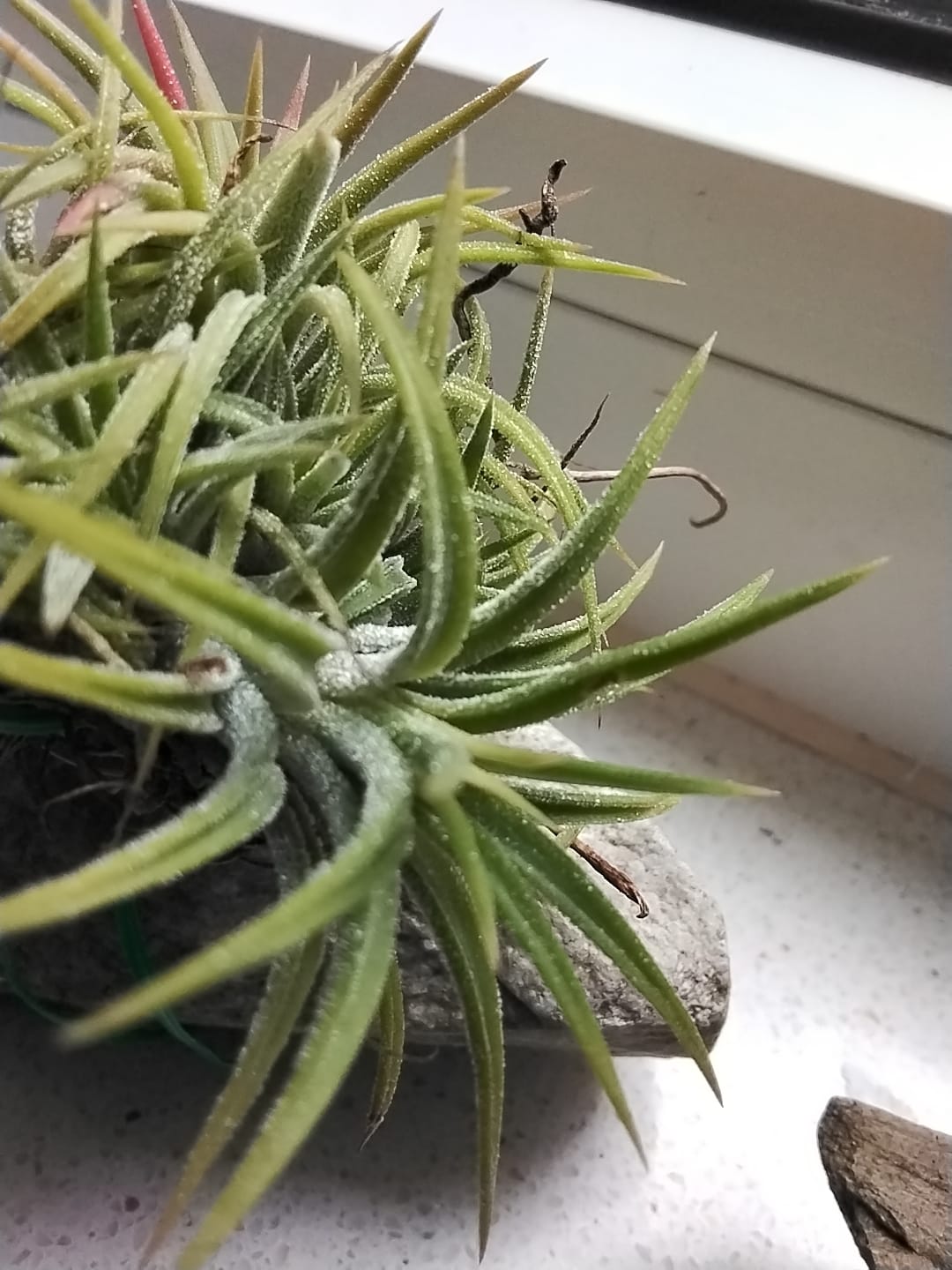 Customer photo review of Tillandsia ionantha 'mexico' - PULK