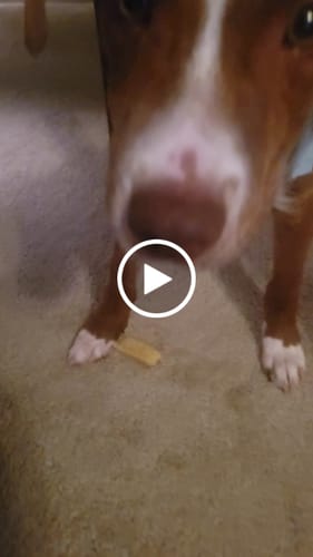 Customer video review of Banana Yak Chews
