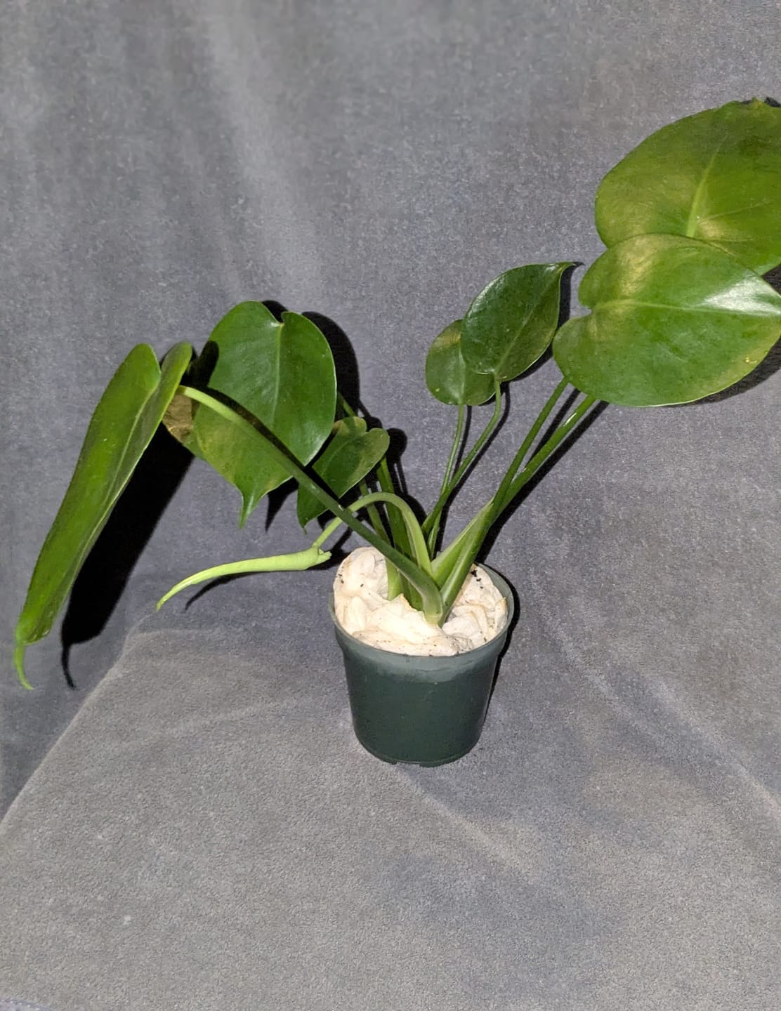 Customer photo review of Monstera Deliciousa Live Indoor Plant, Easy Care Low Light Houseplant, Air Purifier Monstera Gift Plant Mother's Day Pet Friendly Plant