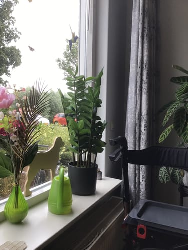 Customer photo review of Bloempot Elho B.for soft round 18cm anthracite