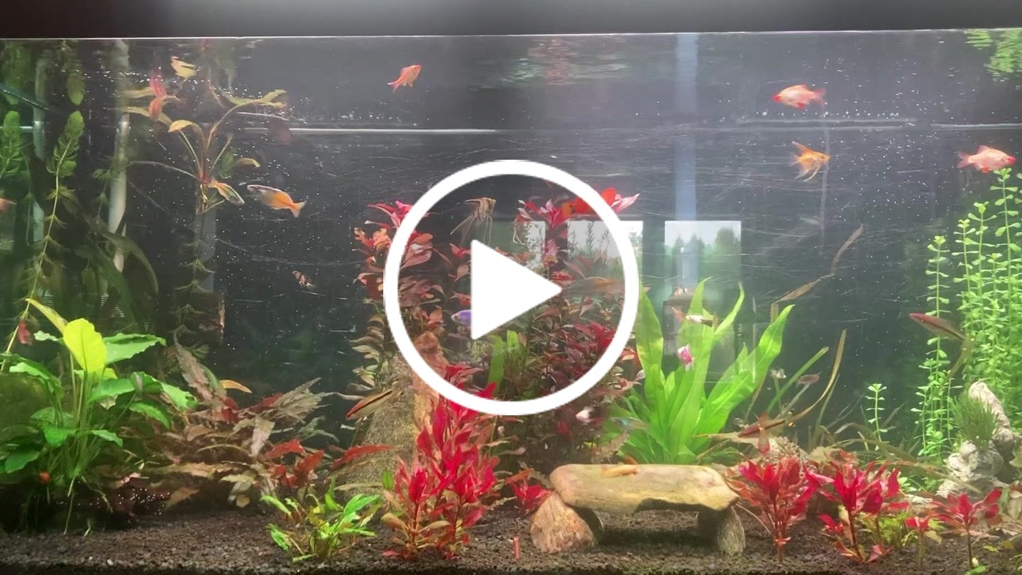 Customer video review of Chihiros WRGB II Pro Shades with Mirror