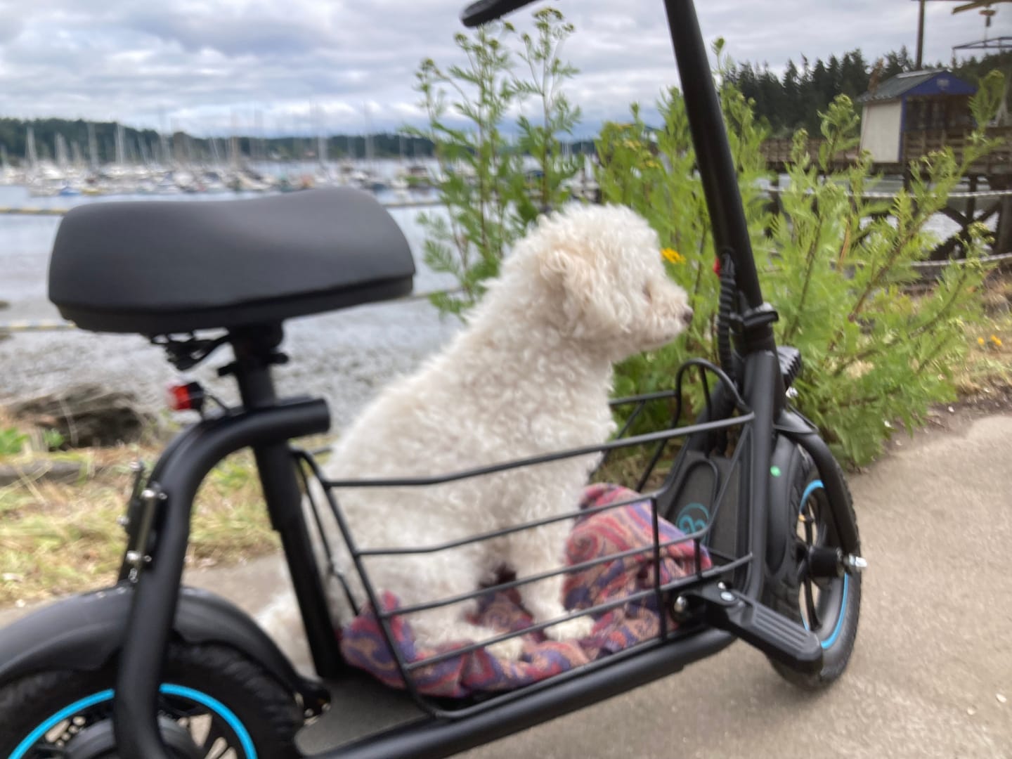 Customer photo review of Gyroor 450W C1 Electric Scooter with Seat & Carry Basket