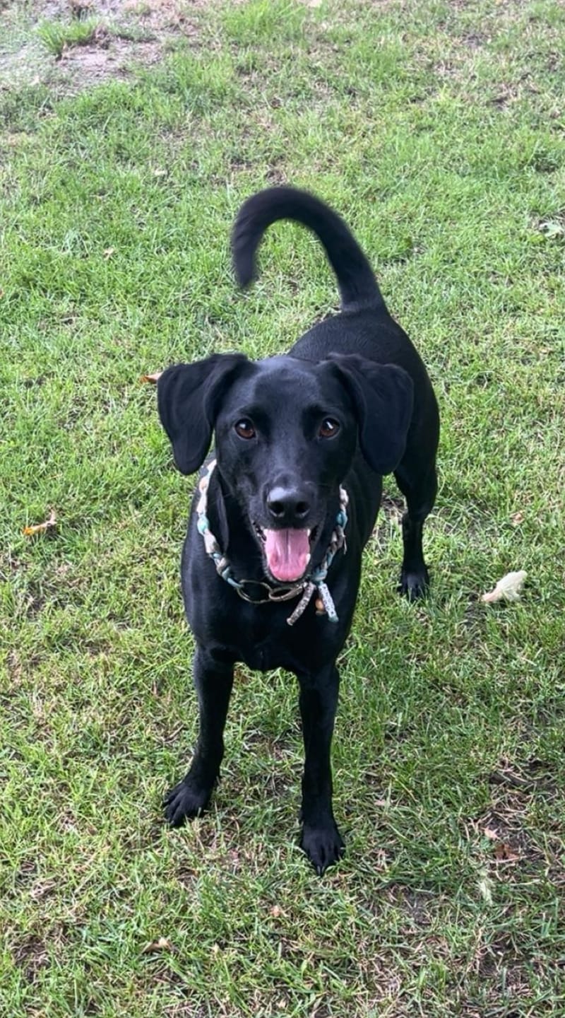 Customer photo review of DNA Test Rassebestimmung Pro Hund