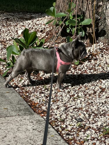 Customer photo review of Boneflex Harness Silver