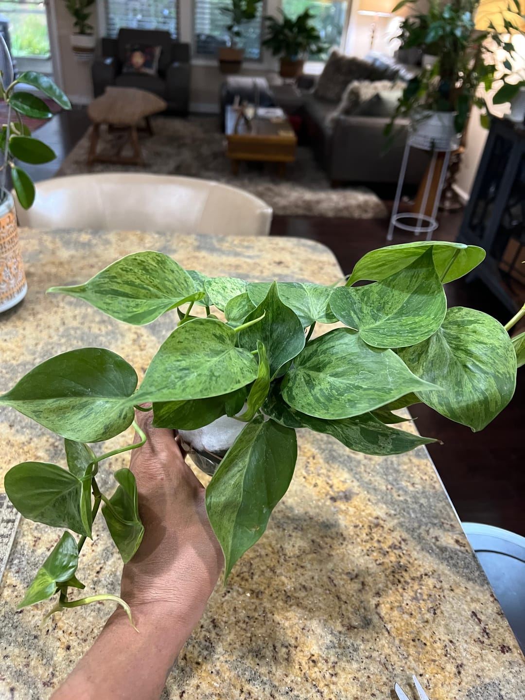 Customer photo review of Philodendron hederaceum variegated