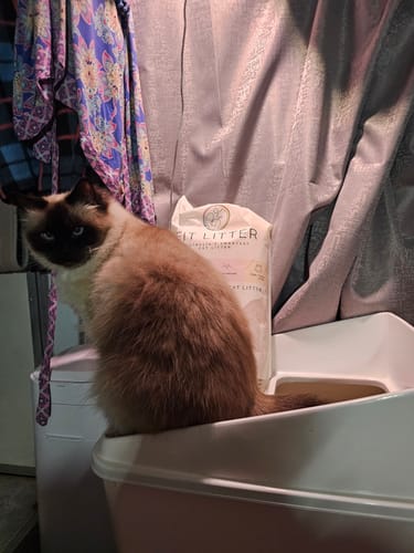 Customer photo review of 1 Month Supply – 2 Cat