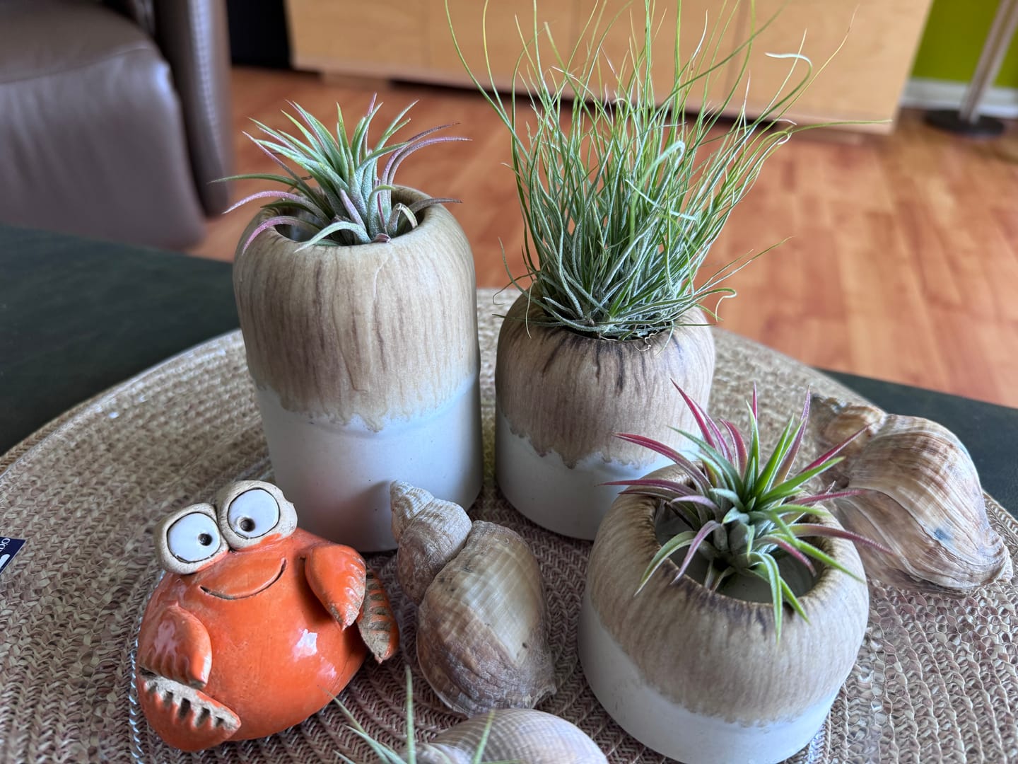 Customer photo review of Tillandsia schiedeana major - Mini Pulk