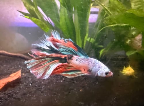 Customer photo review of Koi Multicolor Candy Halfmoon Male Betta Fish High Grade | Mystery Betta
