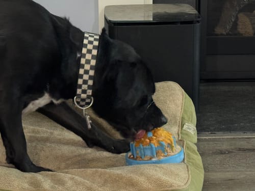 Customer photo review of FreezLava Heavy-Duty Enrichment Chew