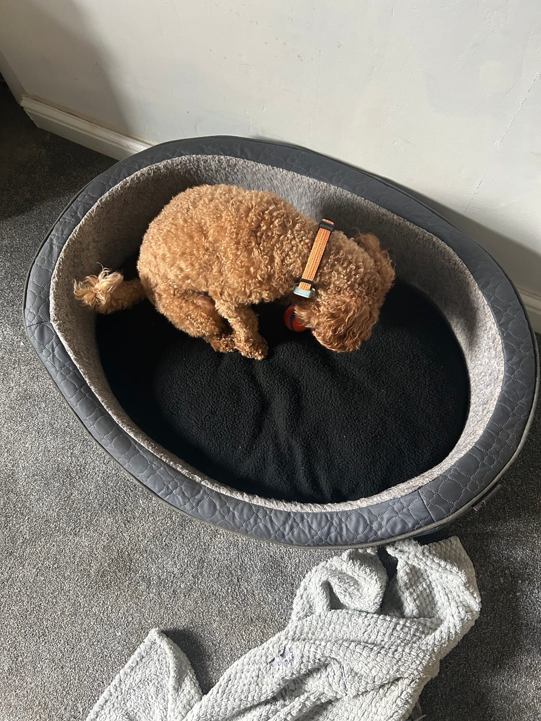 Customer photo review of Sherpa Faux Fur Fabric