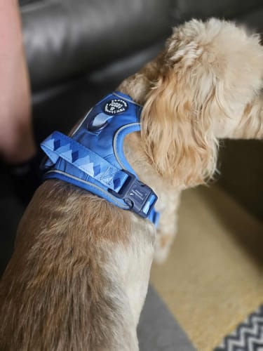 Customer photo review of Tough Trails™ Harness - Walkies Ready® Cornflower Blue