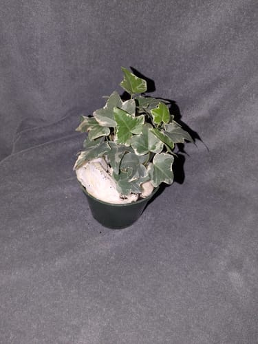 Customer photo review of Variegated English Ivy Live Plant 4"  - Gold Ivy Indoor plant - Low Light Vining Houseplant - Plant - Air Purifying variegated terrarium Plant