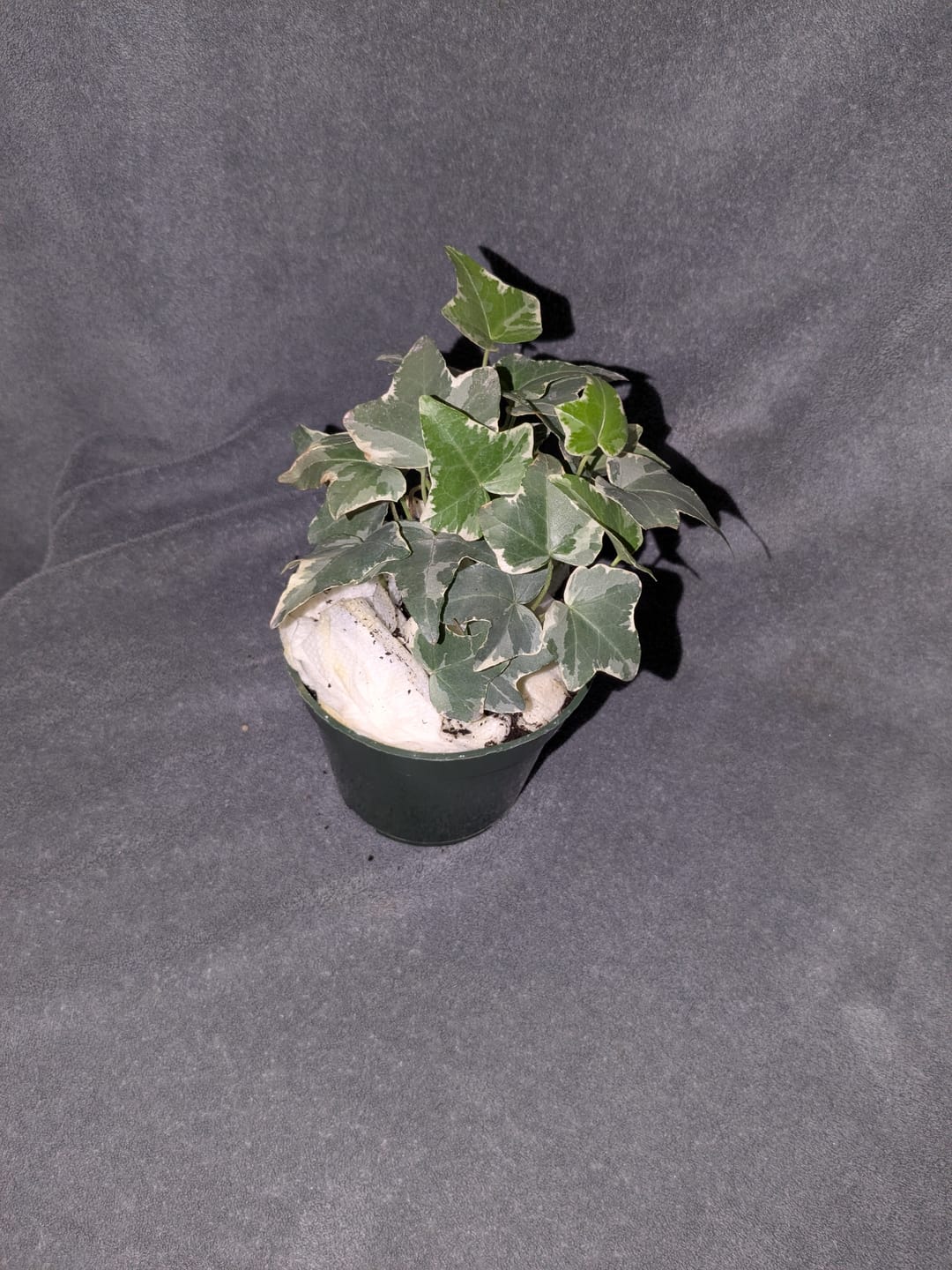 Customer photo review of Variegated English Ivy Live Plant 4"  - Gold Ivy Indoor plant - Low Light Vining Houseplant - Plant - Air Purifying variegated terrarium Plant