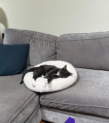 Customer photo review of Taro Pudding Bed