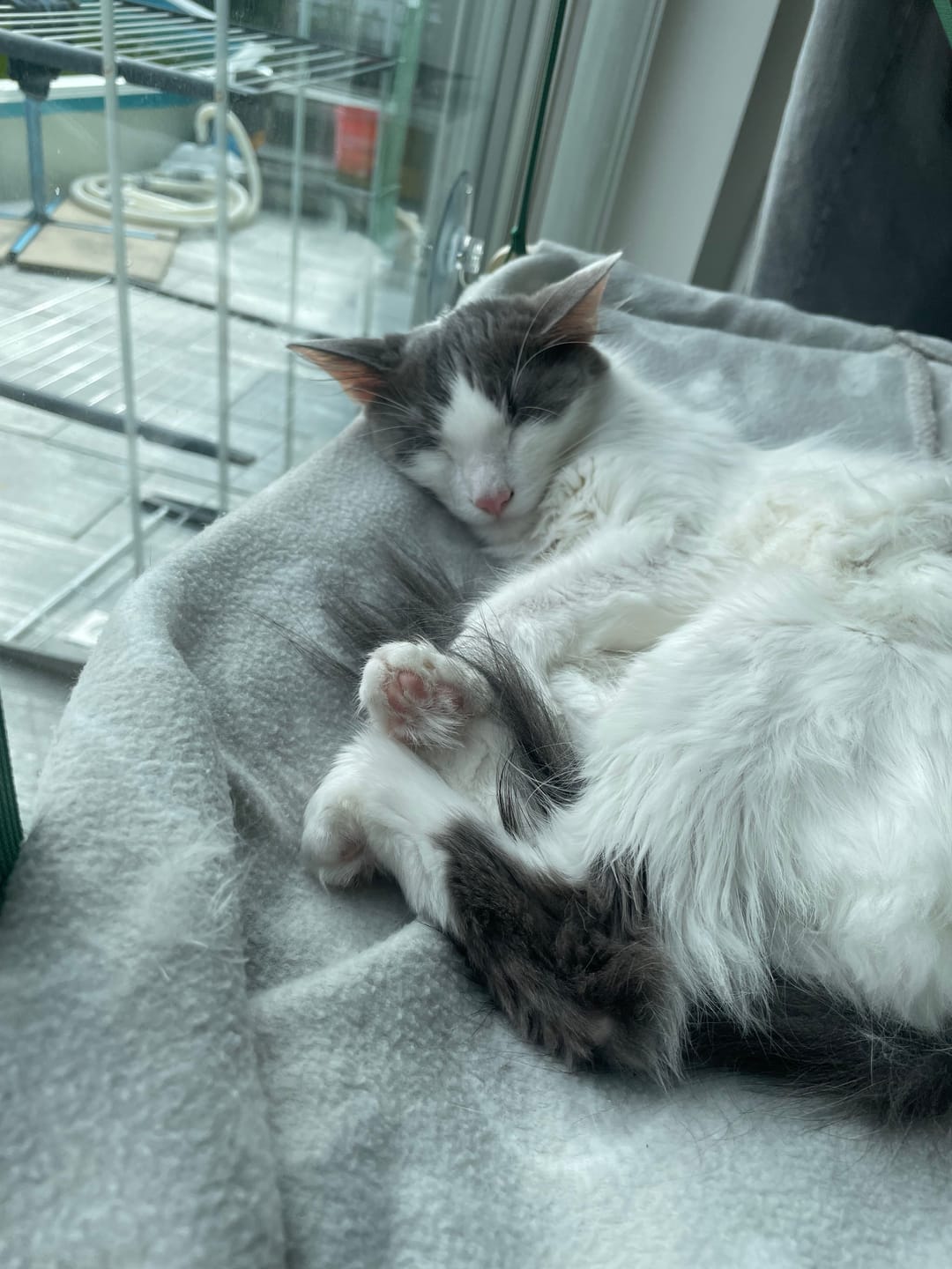 Customer photo review of Katzen Gesundheits Ratgeber von Majescats
