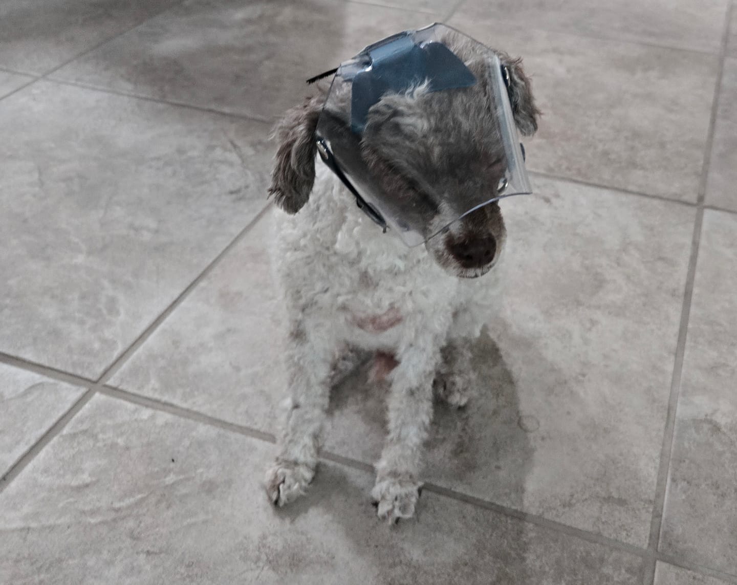 Customer photo review of OptiVizor - Regular Snout - Clear UV Tint