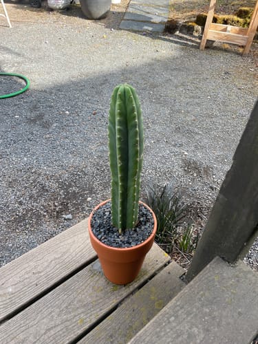 Customer photo review of San Pedro Cactus | Trichocereus (Echinopsis) Pachanoi