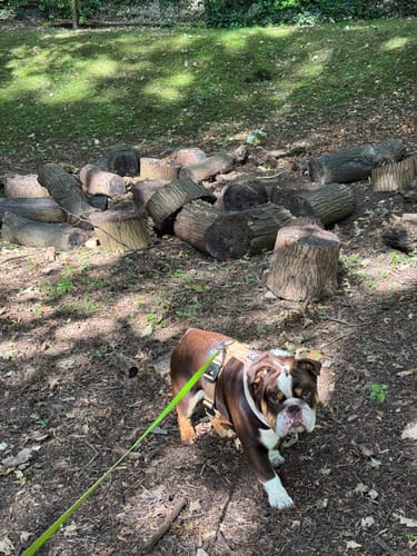 Sarah O. review of Slip on Harness | Foam Padded - Tan image 1 out of 3