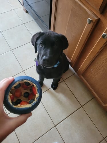 Customer photo review of Freezball - Durable Fillable Dog Chew Bone