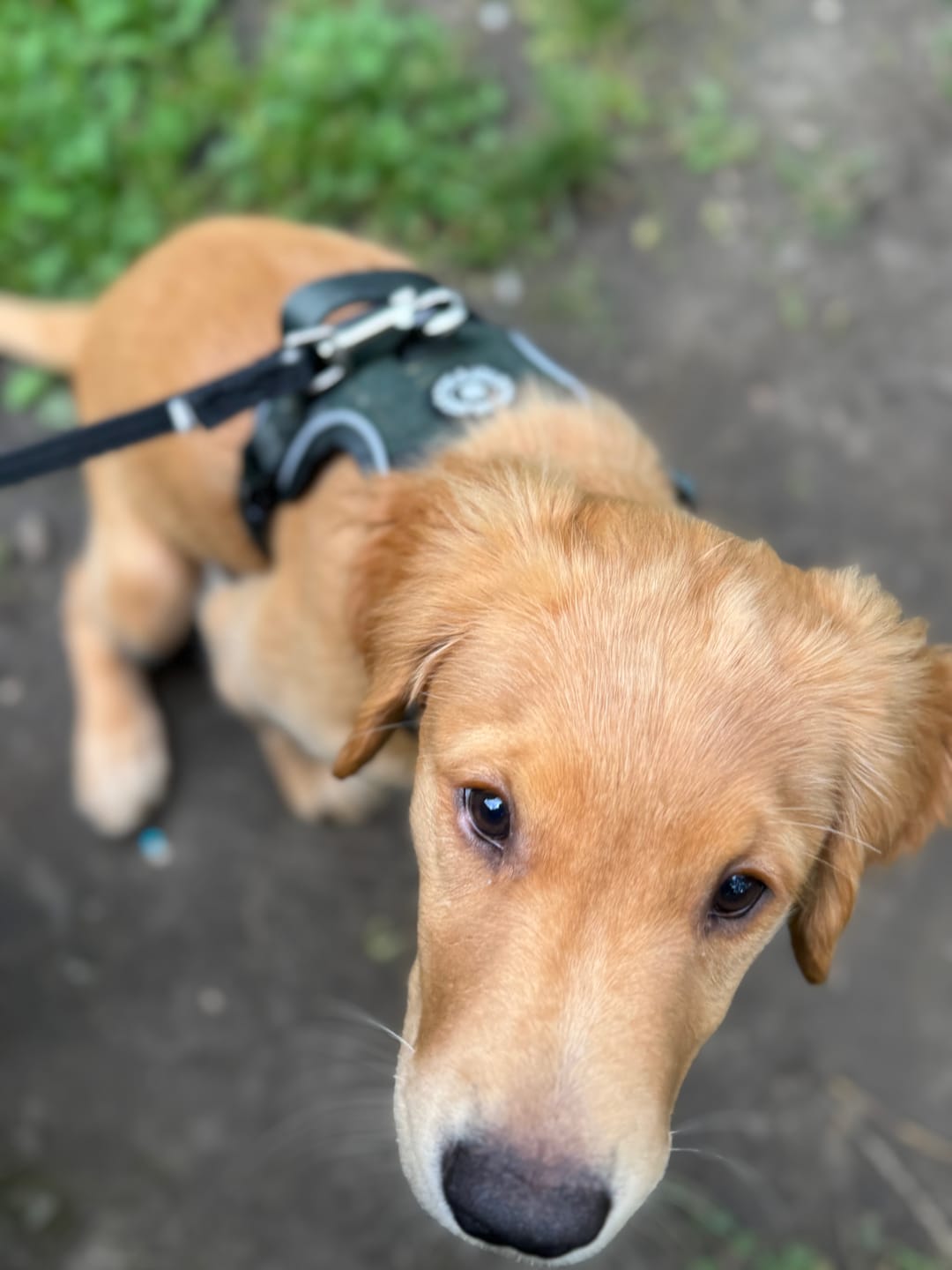 Customer photo review of Trail & Glow Tweed Dog Harness - Forest Tweed