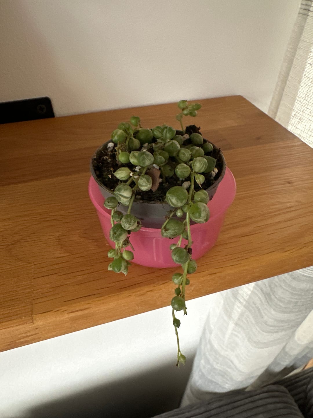 Customer photo review of SENECIO ROWLEYANUS VARIEGATA